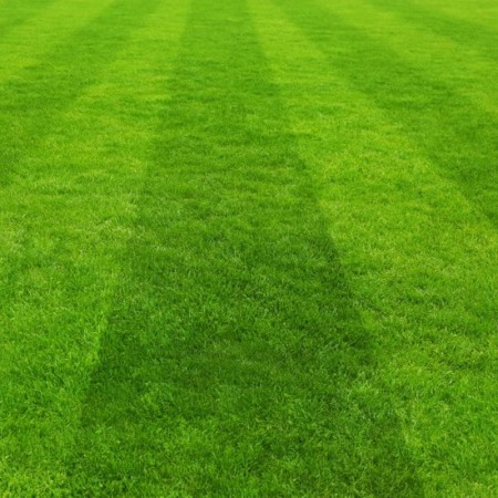 Çim Tohumu Karışımı Spor Alanları - 10 kg