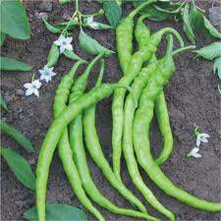 Doğal Acı Sivri Biber Tohumu - 250 gr