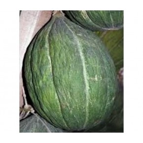 Doğal Ankara Mühürlü Kavun Tohumu - 10 gr  Doğal Ankara Mühürlü Kavun Tohumu - 10 gr