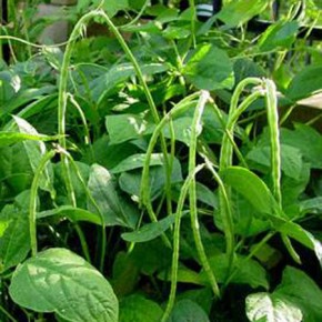 Doğal Börülce Tohumu - 25 Adet