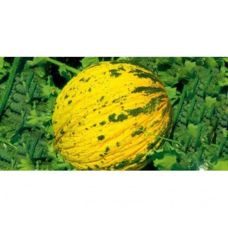 Doğal Dalaman Kavun Tohumu - 25 gr