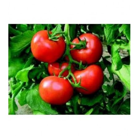 Doğal Falkon Domatesi Tohumu - 100 gr