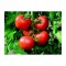 Doğal Falkon Domatesi Tohumu - 10 gr 