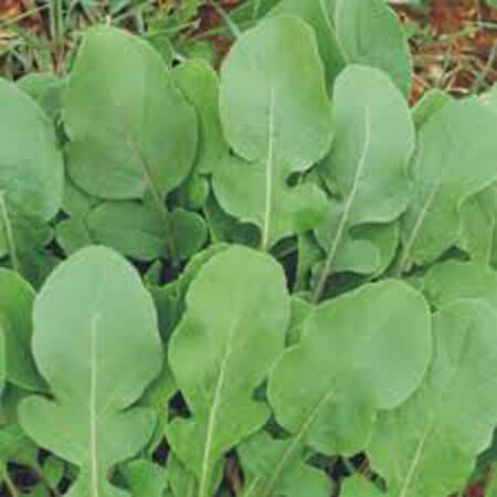 Doğal Geniş Yapraklı Roka Tohumu - 100 gr