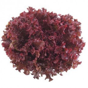 Doğal Kırmızı Kıvırcık Marul Tohumu - 5 gr