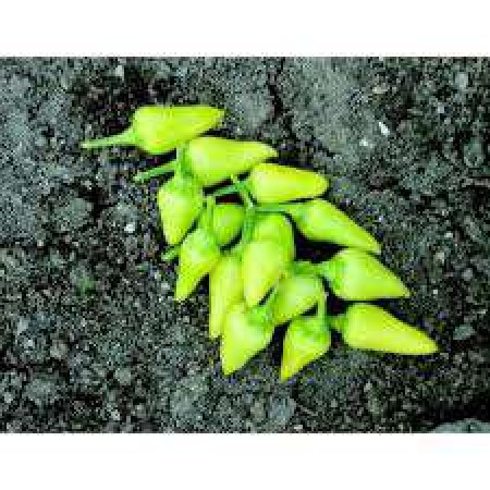 Doğal Konik Biber Tohumu - 500 gr