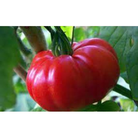 Doğal Marmande Domatesi Tohumu - 10 gr