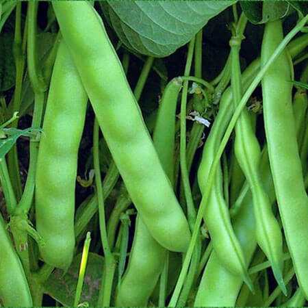 Doğal SarıKız (Oturak) Fasulye Tohumu - 25 Adet