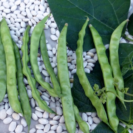 Hobi Doğal Şeker Fasulye Tohumu - 25 Adet