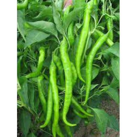 Doğal Sera Demre Biber Tohumu - 25 gr