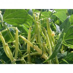 Doğal Sırık Turşuluk Fasulye Tohumu - 25 Adet