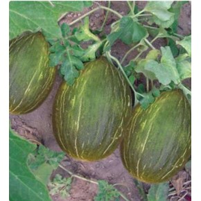 Doğal Siyah Kışlık Kavun Tohumu - 10 gr Doğal Siyah Kışlık Kavun Tohumu - 10 gr