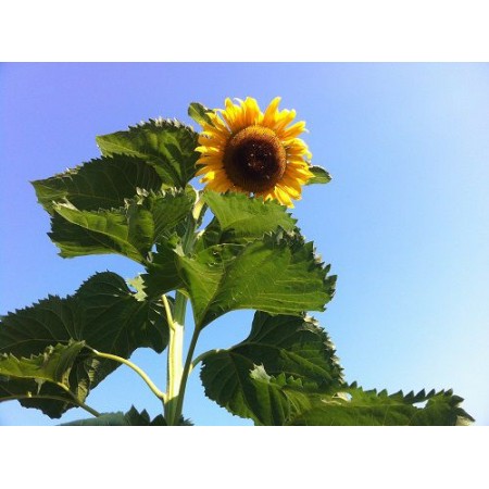 Hibrit Ayçiçeği Tohumu Yağlık - Baron F1 - 10 Kg