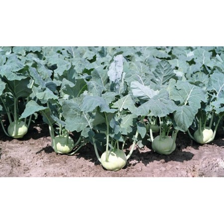 Hibrit Alabaş Tohumu KONMAR F1 - 2500 Adet