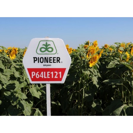 Hibrit Ayçiçeği Tohumu - Pioneer P64LE121 - 10 Kg