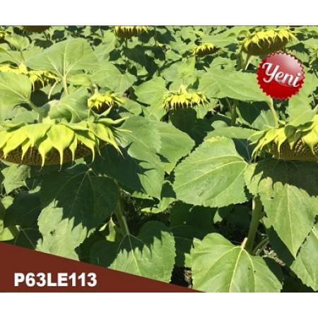 Hibrit Ayçiçeği Tohumu - Pioneer P63LE113 - 10 Kg
