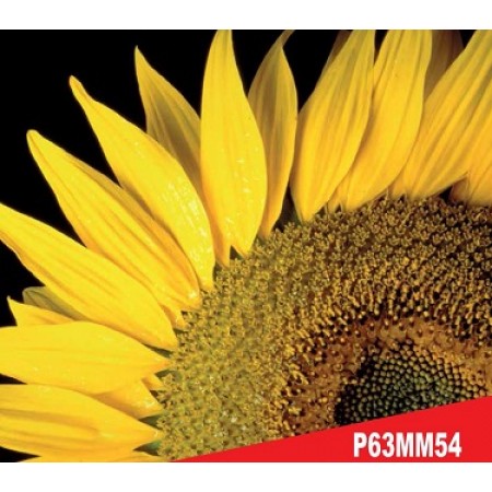 Hibrit Ayçiçeği Tohumu - Pioneer P63MM54 - 10 Kg