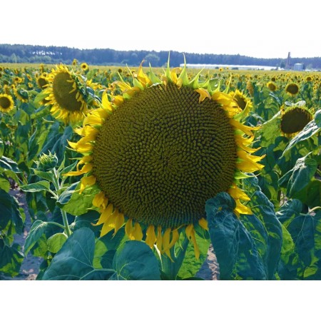 Hibrit Ayçiçeği Tohumu - Pioneer P64HH106 - 10 Kg