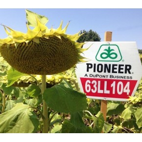 Hibrit Ayçiçeği Tohumu - Pioneer P63LL104 - 10 Kg 