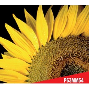 Hibrit Ayçiçeği Tohumu - Pioneer P63MM54 - 10 Kg