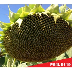 Hibrit Ayçiçeği Tohumu - Pioneer P64LE119 - 10 Kg 