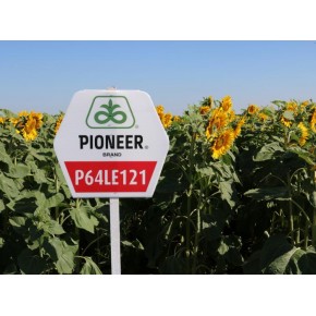 Hibrit Ayçiçeği Tohumu - Pioneer P64LE121 - 10 Kg 