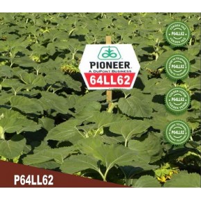 Hibrit Ayçiçeği Tohumu - Pioneer P64LL62 - 10 Kg 
