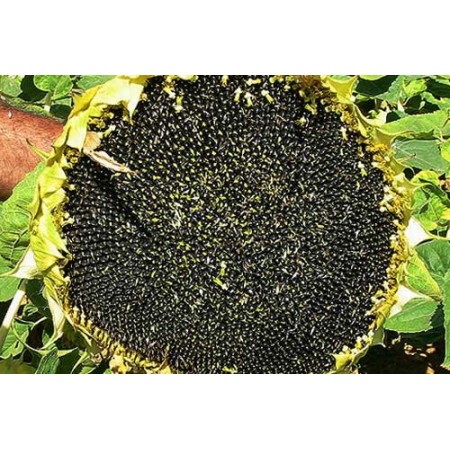 Ayçiçek Tohumu Yağlık - Tarsan 1018 - 10 Kg