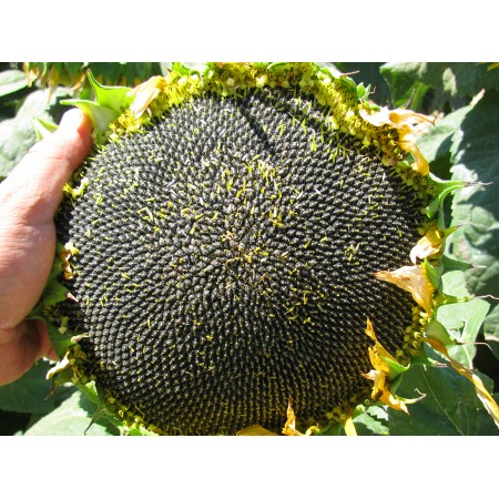 Yağlık Ayçiçek Tohumu - Teknosun-Cl - 10 Kg