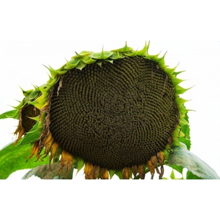 Hibrit Ayçiçeği Tohumu - Pioneer P64LP130 - 10 Kg