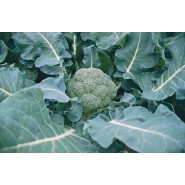 Hibrit Brokoli Tohumu F1 (Erkenci - Sofralık) - 2.500 Adet Tohum