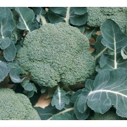 Hibrit Brokoli Tohumu F1 (Kışlık - Sofralık) Çeşit 1 - 2.500 Adet Tohum