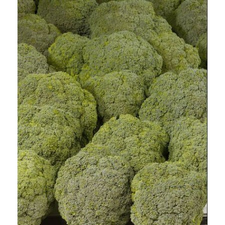 Hibrit Brokoli Tohumu F1 (Erkenci- Sofralık) Çeşit 3 - 2.500 Adet Tohum