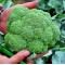 Hibrit Brokoli Tohumu - Kubu F1 - 500 Adet Tohum