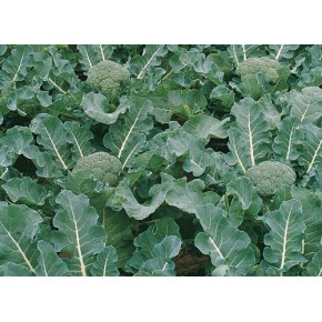 Hibrit Brokoli Tohumu F1 (Sofralık) - 2.500 Adet Tohum