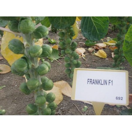 Hibrit Brüksel Lahanası Tohumu F1 (Sofralık - Sanayi) - 2.500 Adet