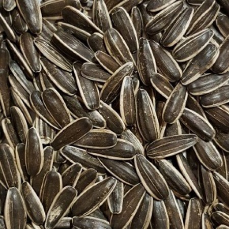 Hibrit Çerezlik Ayçiçeği Tohumu - 10 Kg ( Çin Tipi ) - NT-361