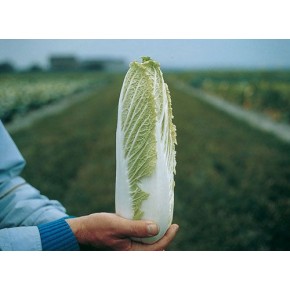 Hibrit Çin Lahanası Tohumu F1 (Gecçi - Uzun boy)  - 2.500 adet