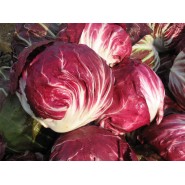 Hibrit Hindiba (Radicchio rosso) Tohumu F1 (Yuvarlak - Kırmızı - Beyaz) Çeşit 3 - 5.000 Adet Tohum