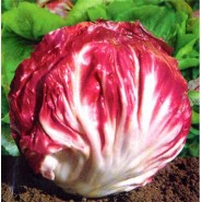 Hibrit Hindiba (Radicchio rosso) Tohumu F1 (Yuvarlak - Kırmızı - Beyaz) Çeşit 4 - 5.000 Adet Tohum