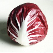 Hibrit Hindiba (Radicchio rosso) Tohumu F1 (Yuvarlak - Kırmızı - Beyaz) - 5.000 Adet Tohum