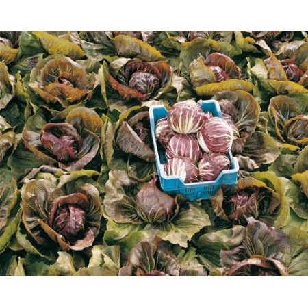 Hibrit Hindiba (Radicchio rosso) Tohumu F1 (Yuvarlak - Kırmızı - Beyaz) Çeşit 5 - 5.000 Adet Tohum