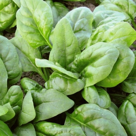 Hibrit Ispanak Tohumu Calle F1 - 50.000 Adet