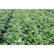 Hibrit Ispanak Tohumu F1 (Bahar - Kışlık) Çesit 2 - 50.000 Adet Tohum