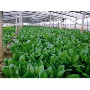 Hibrit Ispanak Tohumu F1 (Bahar - Sanayi Tipi) - 50.000 Adet Tohum
