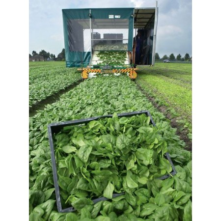 Hibrit Ispanak Tohumu F1 (Kışlık) - 50.000 Adet Tohum