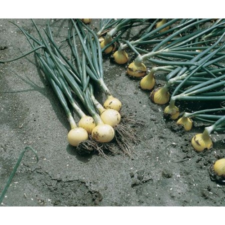 Hibrit Soğan Tohumu F1 (Kısa gün-Yuvarlak-Japon) Çeşit 2-100.000 Adet