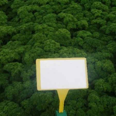 Hibrit Maydonoz Tohumu F1 (Kıvırcık) - 500 gr