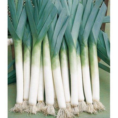 Hibrit Pırasa Tohumu F1 (Uzun bacak - İnce) - 10.000 Adet Tohum Hibrit Pırasa Tohumu F1 (Uzun bacak - İnce) - 10.000 Adet Tohum