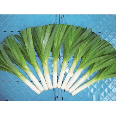 Hibrit PırasaTohumu F1 (Yazlık) - 10.000 Adet Tohum Hibrit PırasaTohumu F1 (Yazlık) - 10.000 Adet Tohum